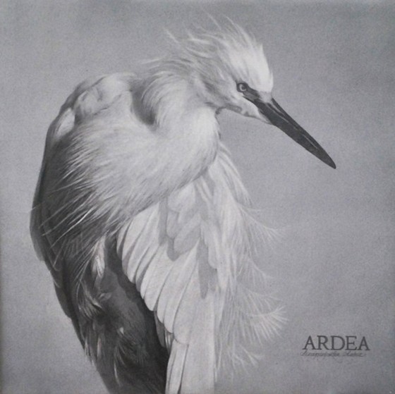 Рисунки: "Ardea"