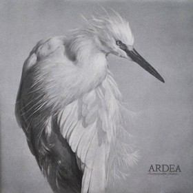 Рисунки: "Ardea"